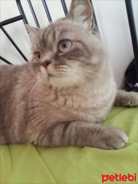 British Shorthair, Kedi  Latte fotoğrafı