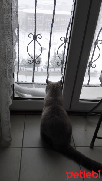 British Shorthair, Kedi  Latte fotoğrafı