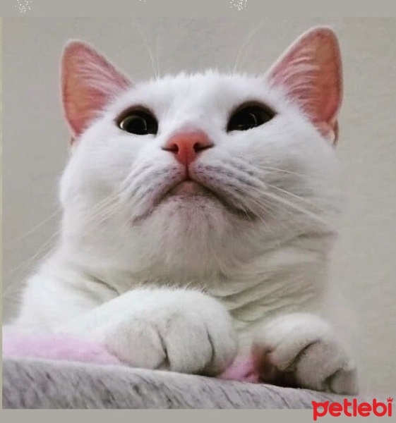 Ankara Kedisi, Kedi  HERSHEL fotoğrafı