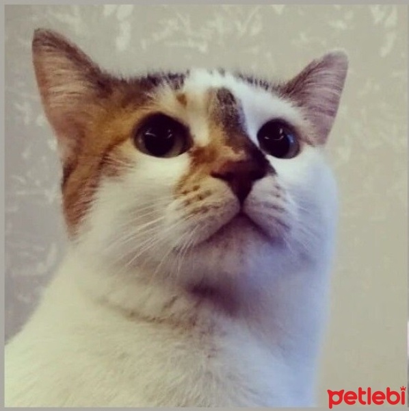 Tekir Kedi, Kedi  MİNTİ fotoğrafı