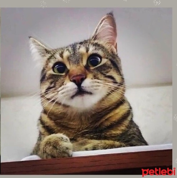 Tekir Kedi, Kedi  DOBBY fotoğrafı