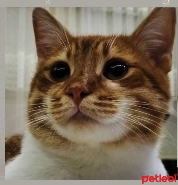 Sarman, Kedi  BOB fotoğrafı