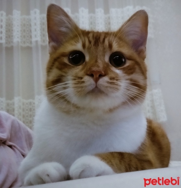 Sarman, Kedi  BOB fotoğrafı