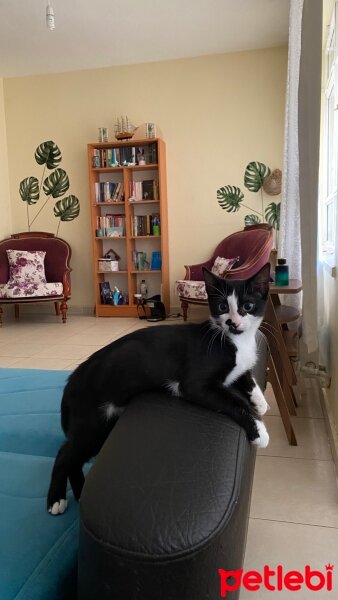 Tuxedo (Smokin) Kedi, Kedi  Şeker fotoğrafı