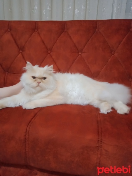 Chinchilla, Kedi  Pamuk lucky fotoğrafı