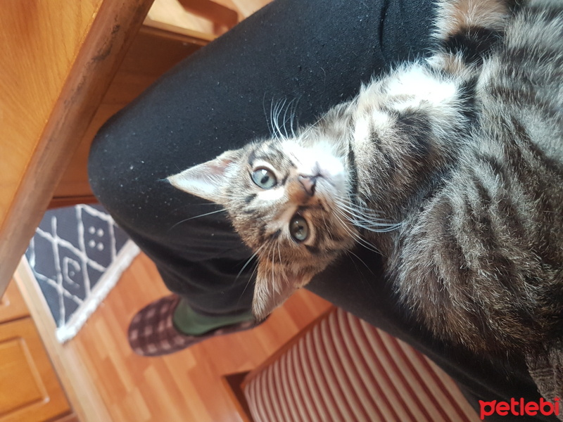 Tekir Kedi, Kedi  Miya fotoğrafı
