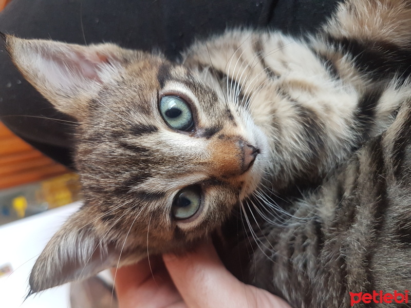 Tekir Kedi, Kedi  Miya fotoğrafı