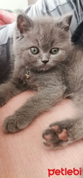 British Shorthair, Kedi  Mia fotoğrafı