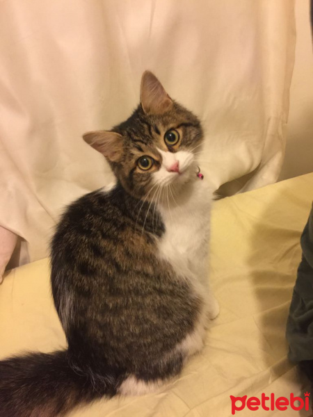Tekir Kedi, Kedi  Nancy  fotoğrafı
