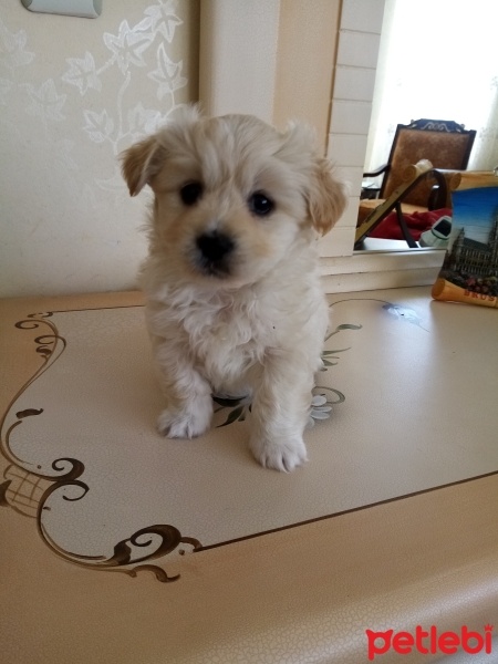 Maltese, Köpek  Oscar fotoğrafı