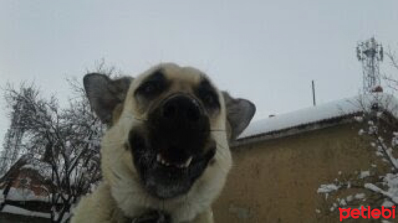 Kangal, Köpek  duman fotoğrafı