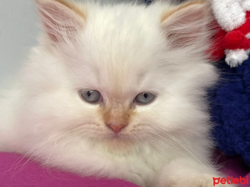 Chinchilla, Kedi  Sütlü fotoğrafı