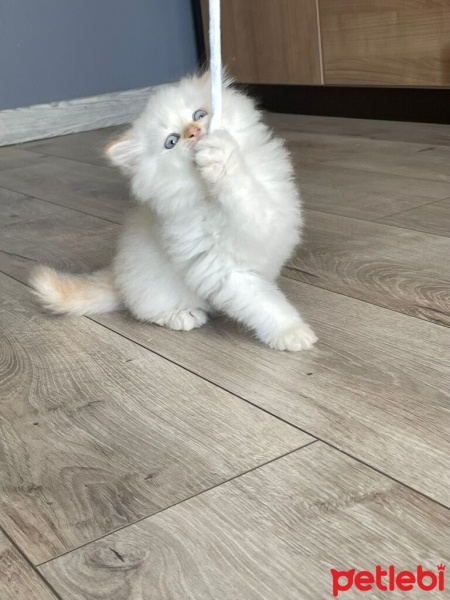 Chinchilla, Kedi  Sütlü fotoğrafı