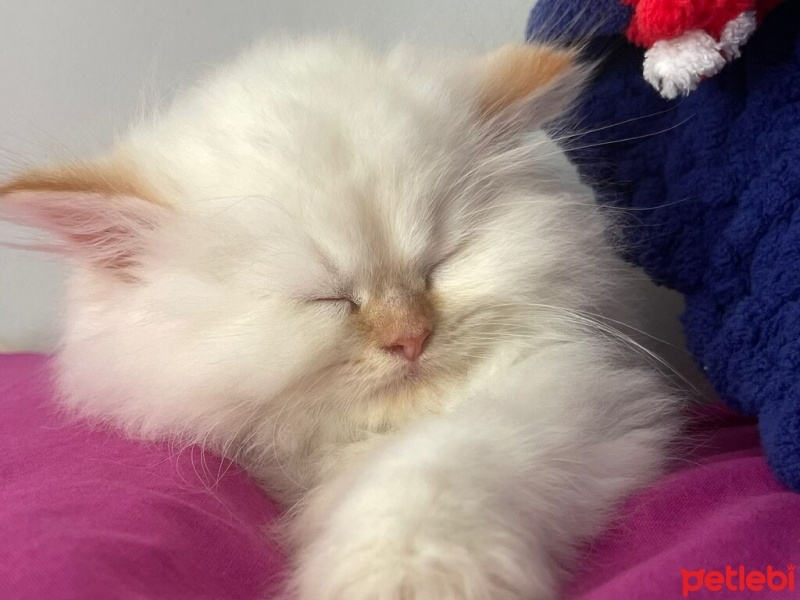 Chinchilla, Kedi  Sütlü fotoğrafı