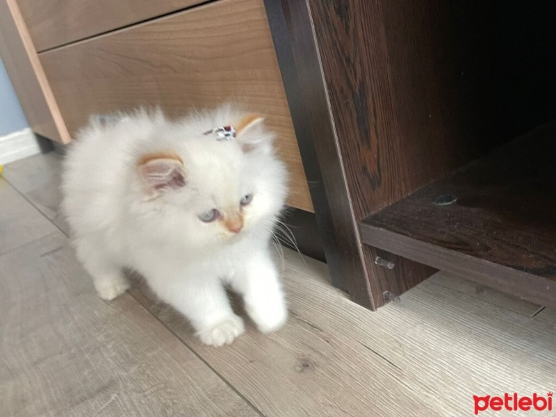 Chinchilla, Kedi  Sütlü fotoğrafı
