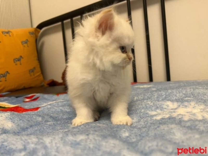 Chinchilla, Kedi  Sütlü fotoğrafı