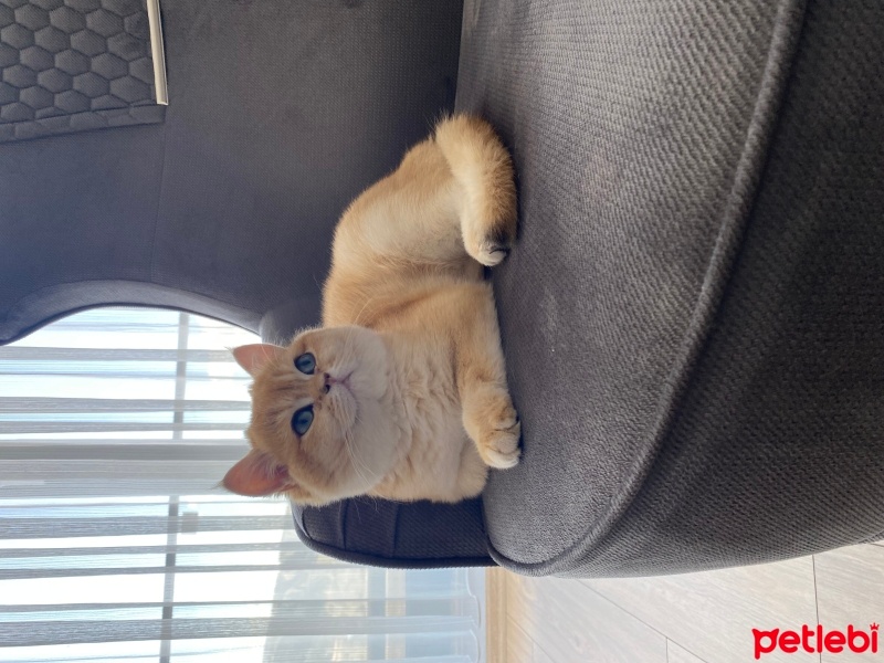 British Shorthair, Kedi  FLOKİ fotoğrafı