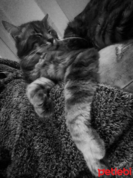 Maine Coon, Kedi  Kaşmir fotoğrafı
