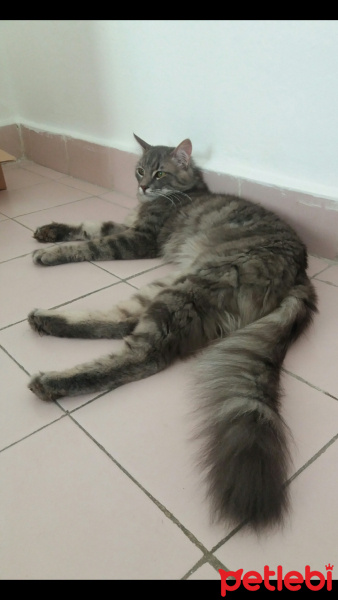 Maine Coon, Kedi  Kaşmir fotoğrafı