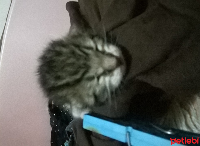 Tekir Kedi, Kedi  pamuk fotoğrafı