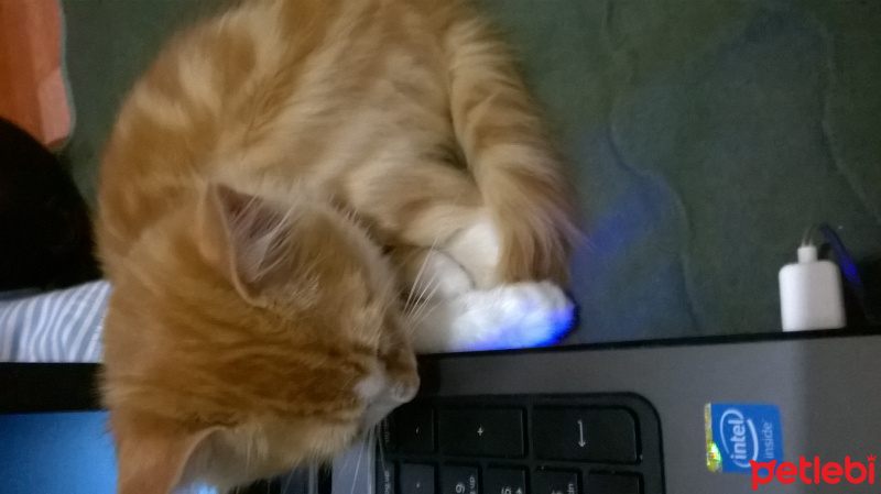 Tekir Kedi, Kedi  pamuk fotoğrafı