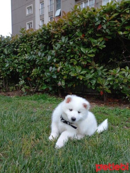 Samoyed, Köpek  Kiko fotoğrafı