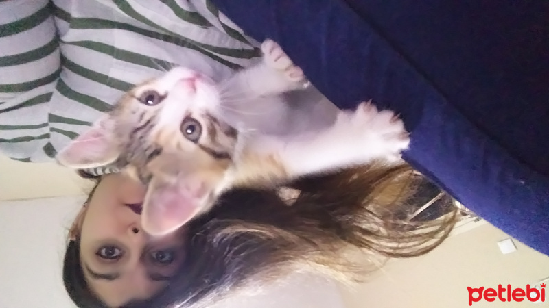 Tekir Kedi, Kedi  SİPSİ fotoğrafı