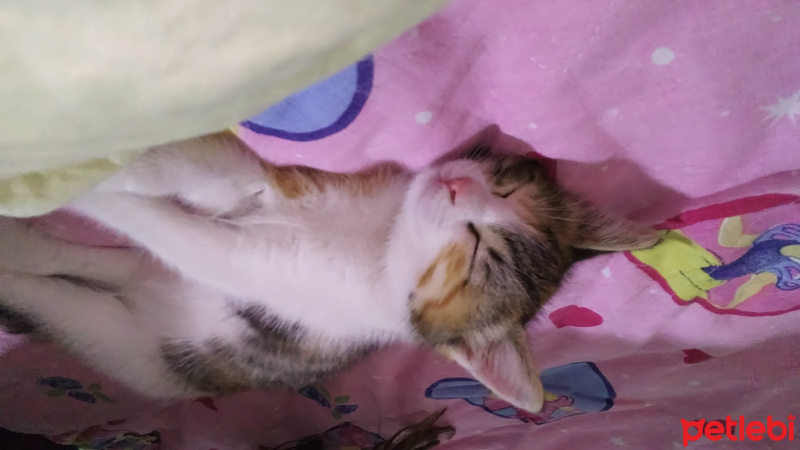 Tekir Kedi, Kedi  SİPSİ fotoğrafı