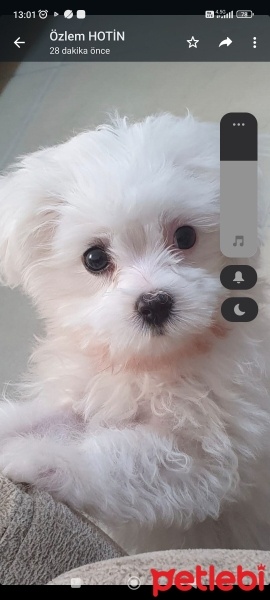 Maltese, Köpek  Paşa fotoğrafı