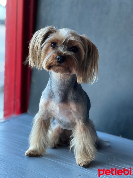 Yorkshire Terrier, Köpek  Lili fotoğrafı