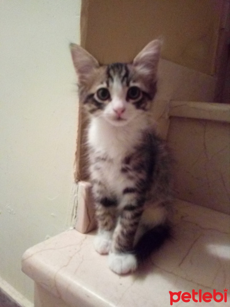 Tekir Kedi, Kedi  Minik fotoğrafı