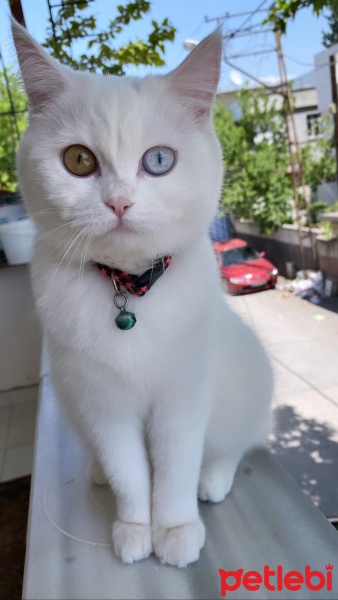 Van Kedisi, Kedi  Bihter fotoğrafı
