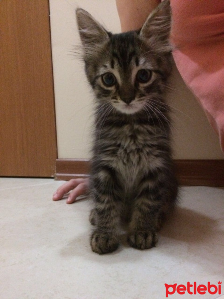 Tekir Kedi, Kedi  Zeytin fotoğrafı