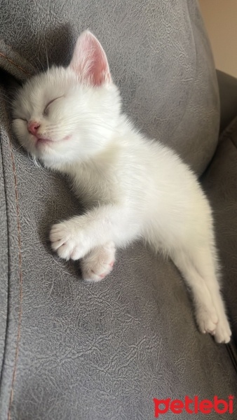British Shorthair, Kedi  behlül fotoğrafı