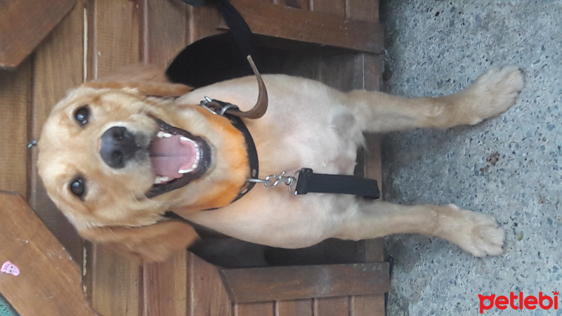 Golden Retriever, Köpek  Angel fotoğrafı