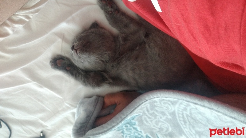 Scottish Fold, Kedi  Lukas fotoğrafı