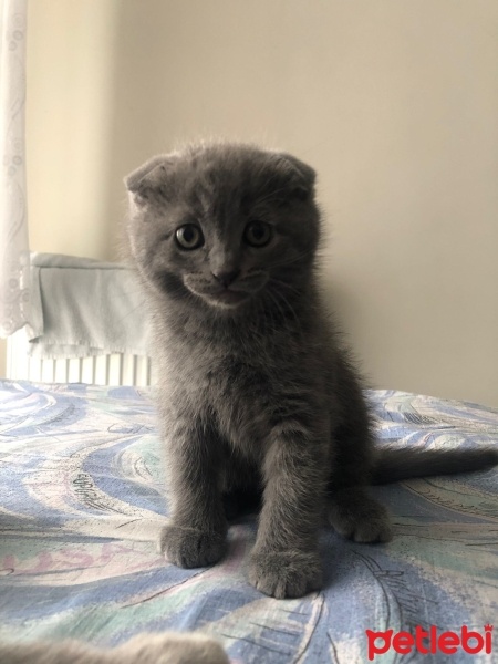 Scottish Fold, Kedi  Lukas fotoğrafı