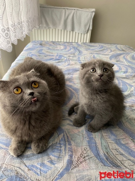 Scottish Fold, Kedi  Lukas fotoğrafı