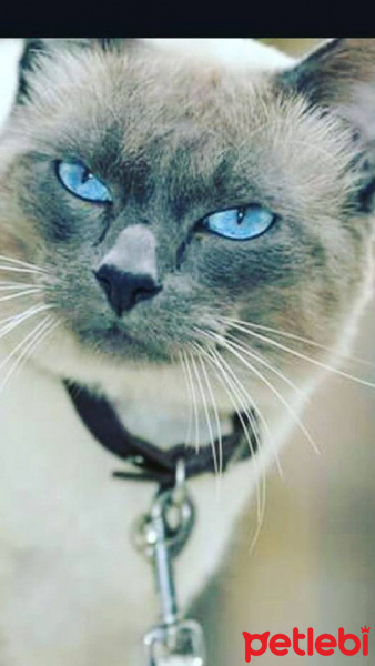 Siyam Kedisi, Kedi  KAHVE fotoğrafı