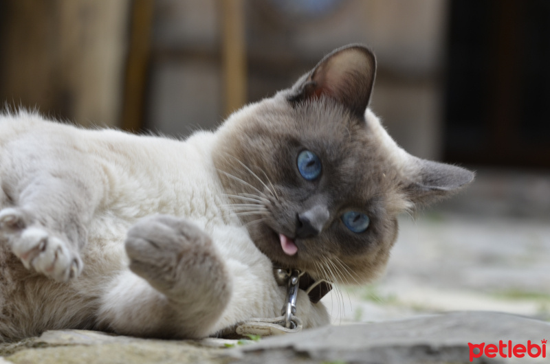Siyam Kedisi, Kedi  KAHVE fotoğrafı