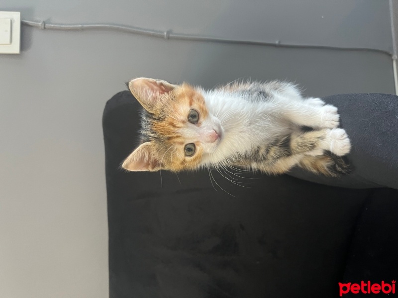Tekir Kedi, Kedi  Güllü fotoğrafı