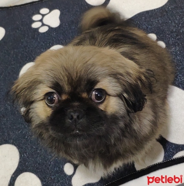 Pekingese, Köpek  Cookie fotoğrafı