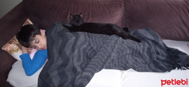 Tekir Kedi, Kedi  Zeytin fotoğrafı