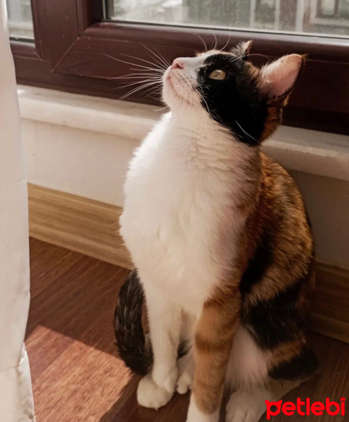 Tekir Kedi, Kedi  Mia fotoğrafı