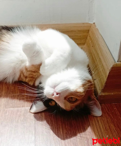 Tekir Kedi, Kedi  Mia fotoğrafı