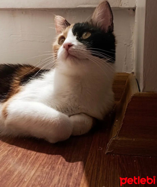 Tekir Kedi, Kedi  Mia fotoğrafı
