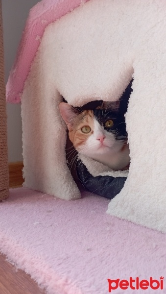 Tekir Kedi, Kedi  Mia fotoğrafı