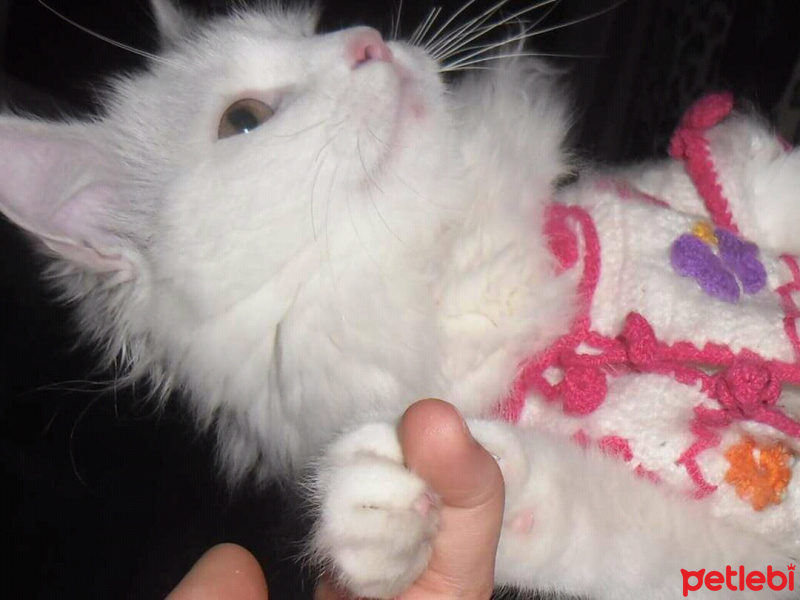 Ankara Kedisi, Kedi  Pamuk fotoğrafı