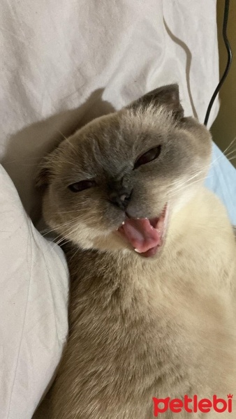 Scottish Fold, Kedi  Hermes fotoğrafı