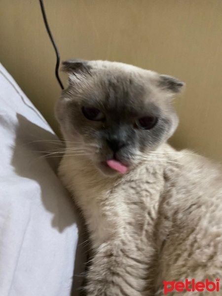 Scottish Fold, Kedi  Hermes fotoğrafı